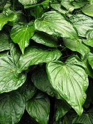 Chinese taro(Alocasia cucullata)