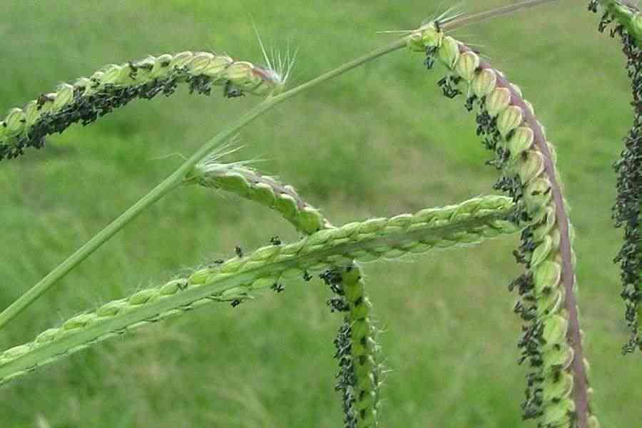 Dallis grass(Paspalum dilatatum)