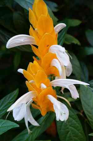 Golden shrimp plant(Pachystachys lutea)