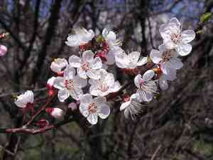 Apricot(Prunus armeniaca)