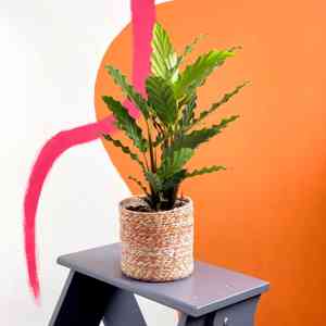 Furry Feather Calathea(Goeppertia rufibarba)