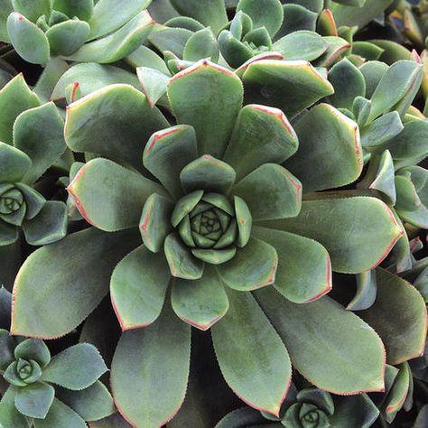 Haworth's aeonium