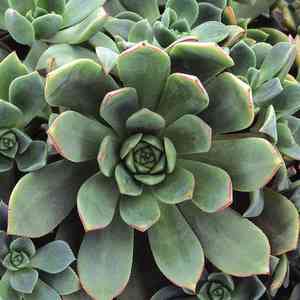Haworth's aeonium(Aeonium haworthii)