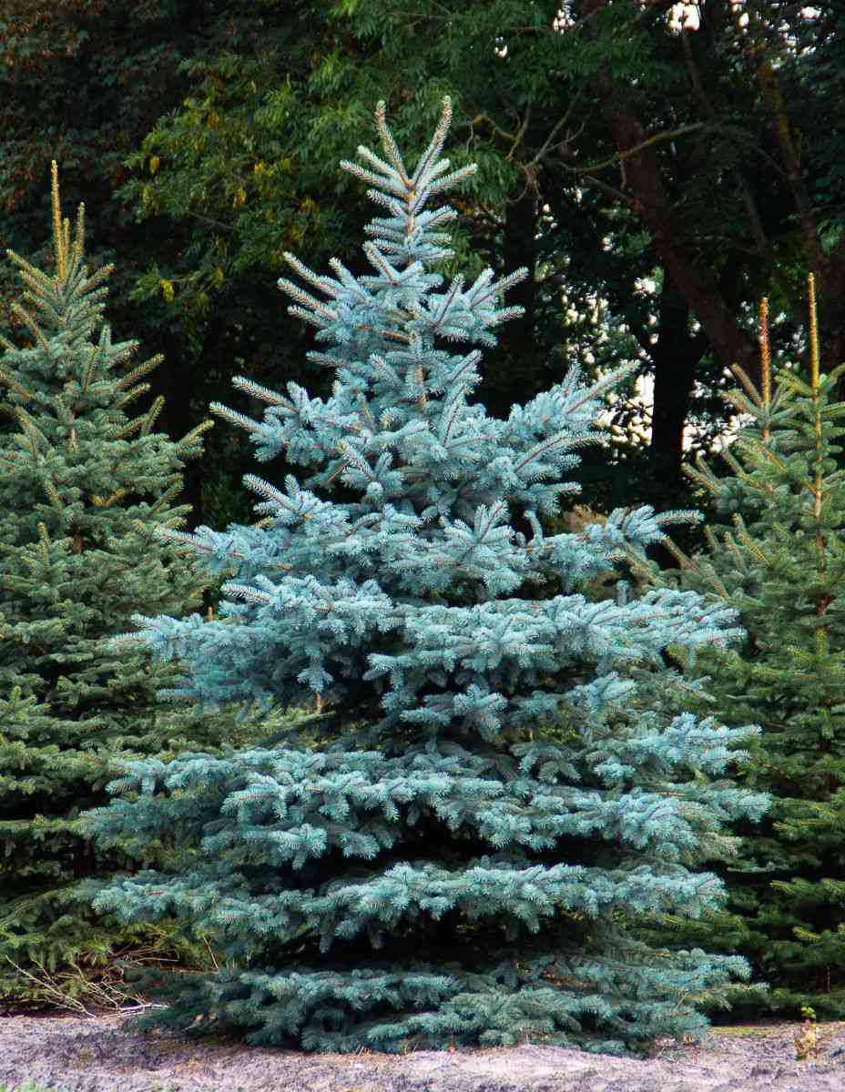 Blue spruce(Picea pungens)