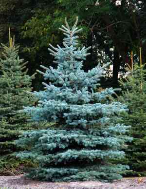 Blue spruce(Picea pungens)