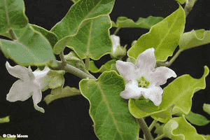 Araujia sericifera(Araujia sericifera)