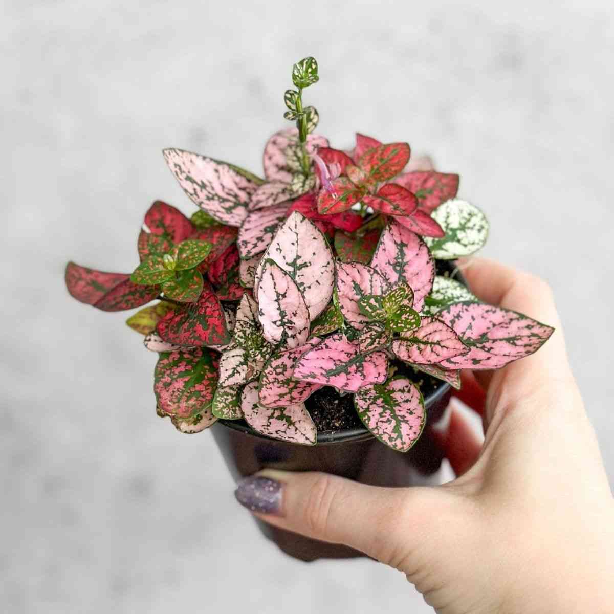 Polka dot plant(Hypoestes phyllostachya)