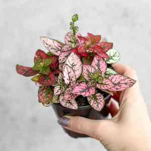 Polka dot plant(Hypoestes phyllostachya)