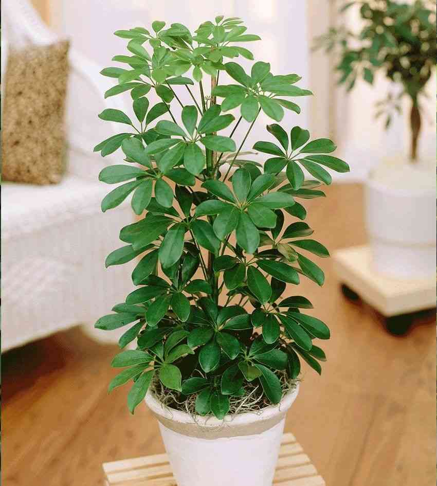 Dwarf umbrella tree(Schefflera arboricola)