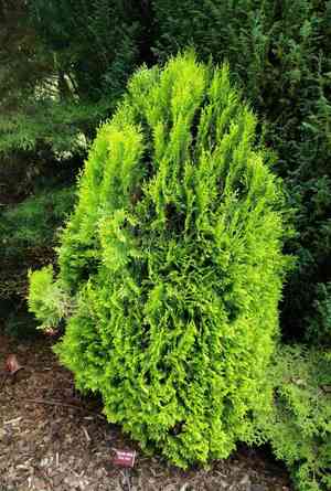 Oriental arborvitae(Platycladus orientalis)