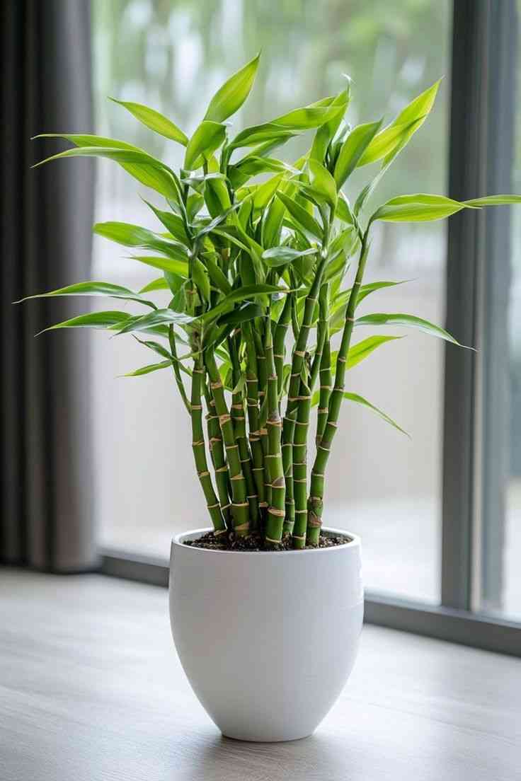 Lucky bamboo(Dracaena sanderiana)