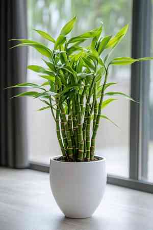 Lucky bamboo(Dracaena sanderiana)
