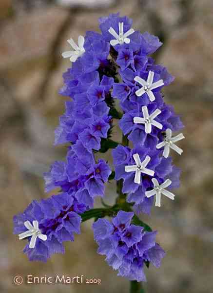 Wavyleaf sea lavender(Limonium sinuatum)