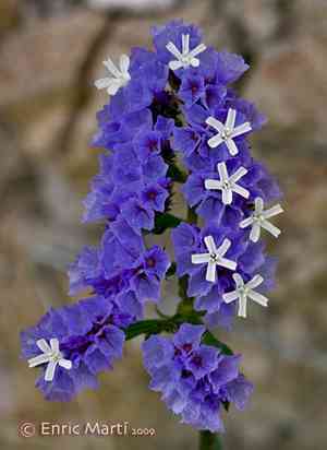 Wavyleaf sea lavender(Limonium sinuatum)