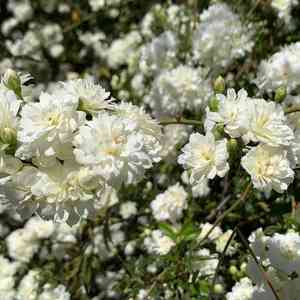 Lady banks's rose(Rosa banksiae)