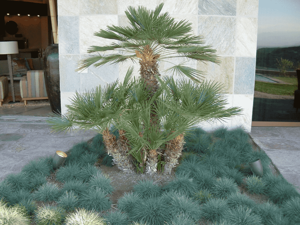 European fan palm(Chamaerops humilis)