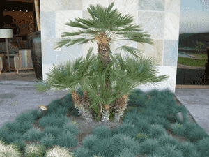 European fan palm(Chamaerops humilis)