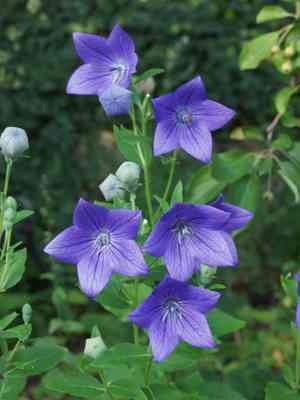 Balloon flower(Platycodon grandiflorus)