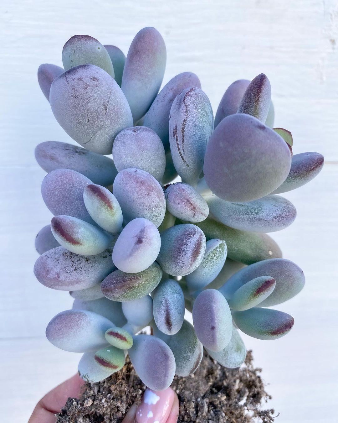Round-leafed navel-wort (Cotyledon orbiculata) Care Guide: Pests ...