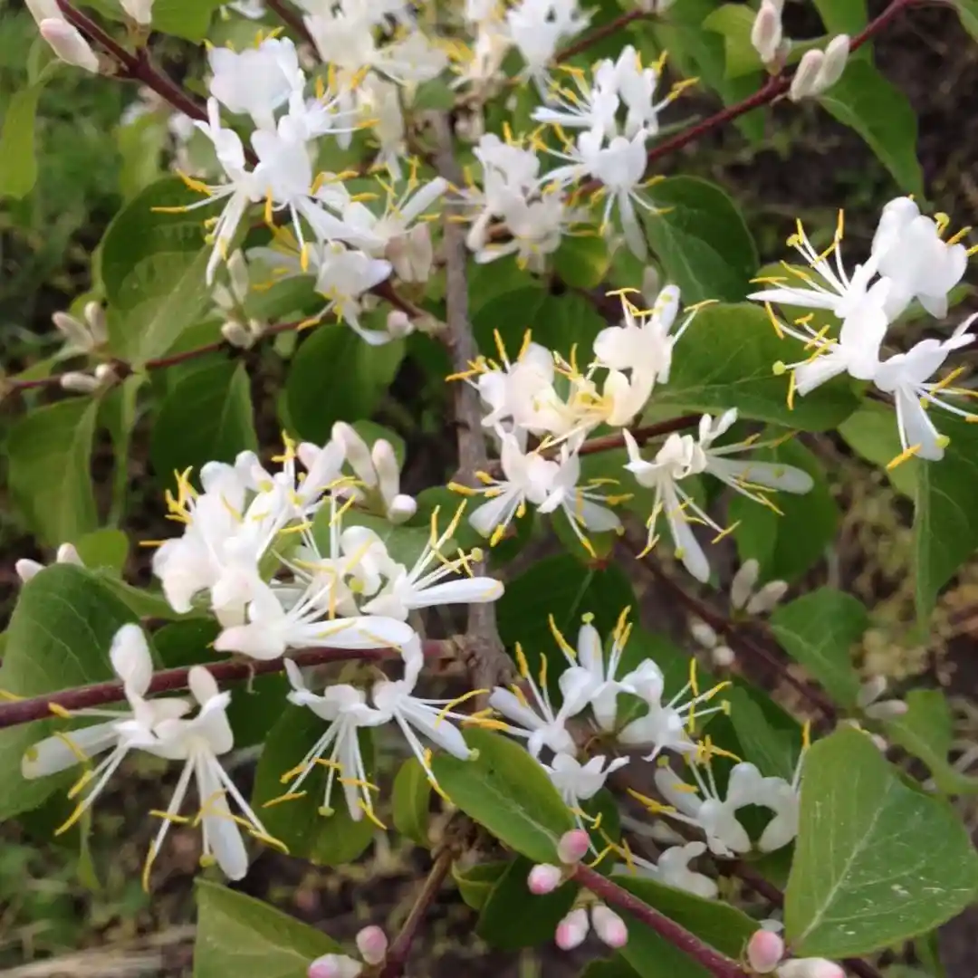 Amur honeysuckle(Lonicera maackii)