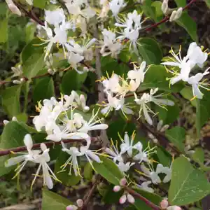 Amur honeysuckle(Lonicera maackii)