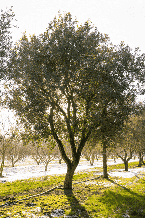 Cork oak(Quercus suber)