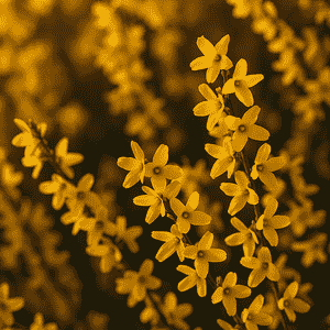 Weeping forsythia(Forsythia suspensa)