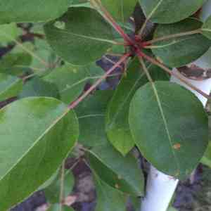 Heart-shaped pear(Pyrus cordata)