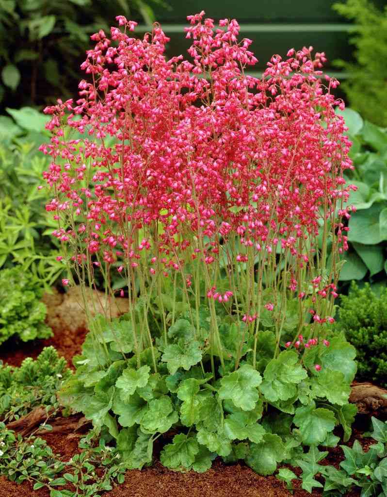 Coral bells(Heuchera sanguinea)