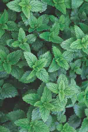 Lemon balm(Melissa officinalis)