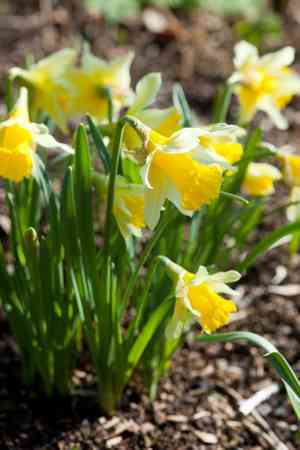 Wild daffodil(Narcissus pseudonarcissus)