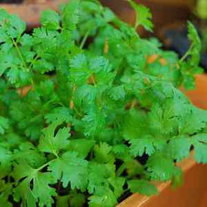 Coriander(Coriandrum sativum)