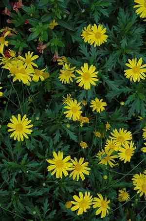 African bush daisy(Euryops chrysanthemoides)
