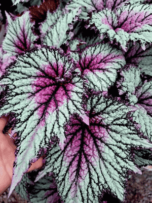 Painted-leaf begonia(Begonia rex)