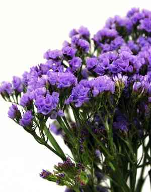 Wavyleaf sea lavender(Limonium sinuatum)