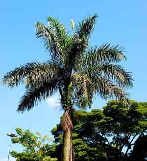 Queen palm(Syagrus romanzoffiana)