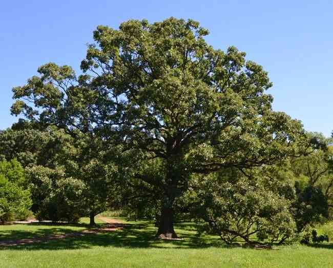 Bur oak(Quercus macrocarpa)