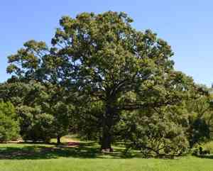 Bur oak(Quercus macrocarpa)