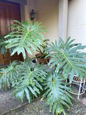 Selloum(Philodendron bipinnatifidum)