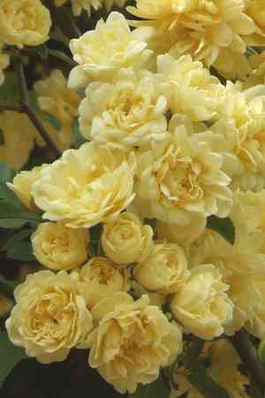 Lady banks's rose(Rosa banksiae)