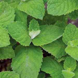 Apple Mint, Round-leaved Mint(Mentha × rotundifolia)