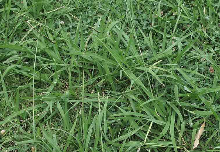 Dallis grass(Paspalum dilatatum)