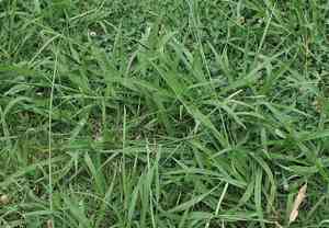 Dallis grass(Paspalum dilatatum)