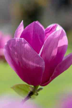 Lily magnolia(Magnolia liliiflora)