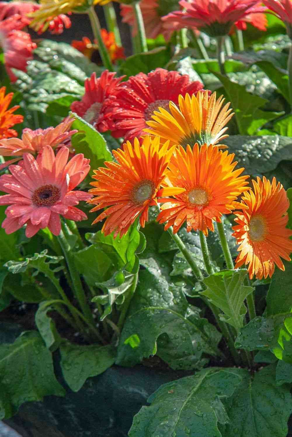 Barberton daisy(Gerbera jamesonii)