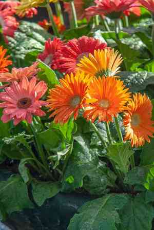 Barberton daisy(Gerbera jamesonii)