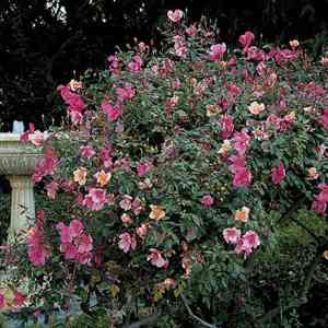 China rose(Rosa chinensis)