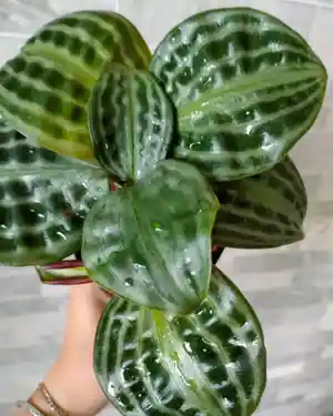 Geo plant(Geogenanthus ciliatus)