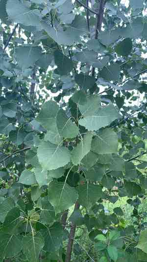 Eastern cottonwood(Populus deltoides)