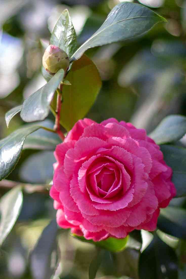 Japanese camellia(Camellia japonica)